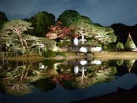 六義園で11/20からはライトアップ実施！園内ではハゼ、ドウダンツツジが見頃に。(2019年11月20日時点）
