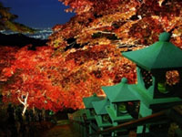 大山紅葉ライトアップ2019 ~夜空に輝く天空のレッドカーペット~11/24まで開催
