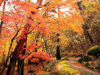 昇仙峡の紅葉の見ごろは11月9日～11月下旬頃まで紅葉ピークと予想。2019年は例年に比べて紅葉の時期が遅れ気味に。