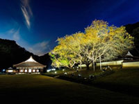 旧閑谷学校の楷の木が徐々に色づく。2019年11月9日までライトアップも開催。