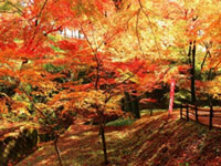 三重県の紅葉人気ランキング 紅葉情報