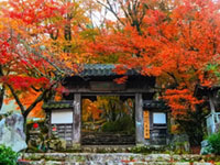 永谷山 円通寺の紅葉 紅葉情報