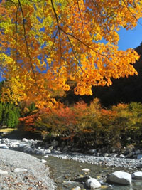 神奈川県の紅葉人気ランキング 紅葉情報21