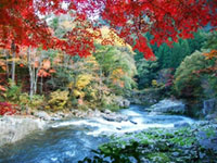 岡山県の紅葉人気ランキング 紅葉情報21