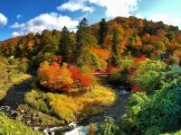 中野もみじ山の紅葉