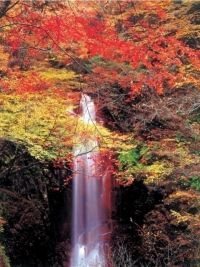 塩原渓谷歩道の紅葉