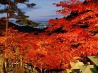 大山寺の紅葉