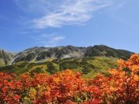 立山室堂平の紅葉