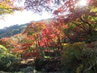 熱海梅園の紅葉