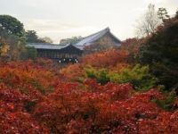 東福寺の紅葉