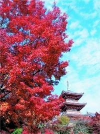 清水寺の紅葉の写真