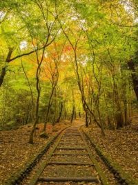 龍野公園紅葉谷の紅葉