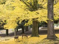 奈良公園の紅葉