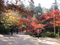 宮島・紅葉谷公園の写真