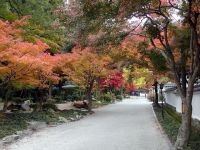 紅葉谷公園の紅葉