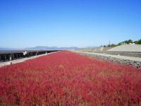 東与賀海岸シチメンソウ群生地の写真