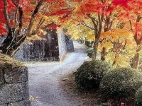 国指定史跡 岡城跡の紅葉の写真