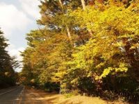 県道1号線（小林えびの高原牧園線）の紅葉