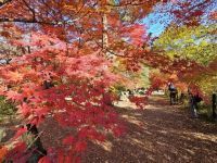 嵐山渓谷の写真