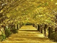 国営昭和記念公園の写真