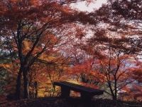 西山公園の写真