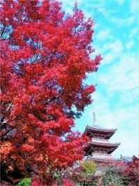 清水寺の写真