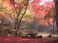 笠置山自然公園の写真