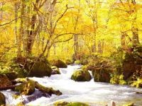 The Autumn Leaves of Oirase Stream