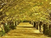 国営昭和記念公園の写真