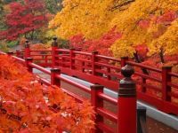 弥彦公園もみじ谷の写真