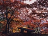 西山公園の写真