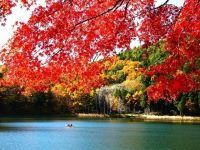 四尾連湖の紅葉