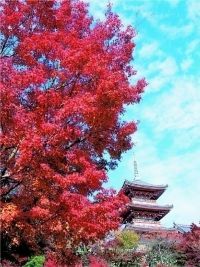 清水寺の写真