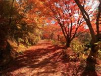 神戸市立森林植物園の写真