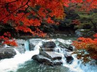 The Autumn Leaves of Okutsukei Valley