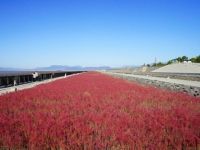 東与賀海岸シチメンソウ群生地の写真