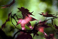 神代植物公園の紅葉の写真