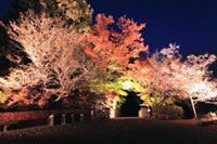 冬桜紅葉ライトアップは12月上旬まで！埼玉 城峯公園 桜園のウッドデッキ前の紅葉がピークに（2019年11月25日時点）