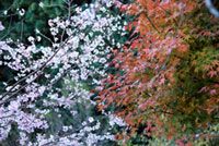 冬に咲く桜！埼玉・城峯公園の冬桜（十月桜）と紅葉が見ごろに（2018年11月12日時点）