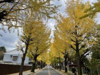 天理市イチョウ並木の写真