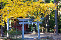 熊野古道沿い（とがの木茶屋周辺、発心門王子）の写真