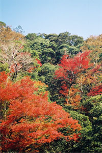 加江田渓谷（宮崎自然休養林）の写真
