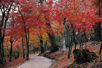 修善寺自然公園もみじ林の写真
