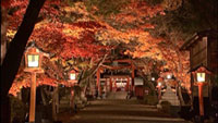 京都洛西の大原野神社で、夜間紅葉ライトアップイベントを実施