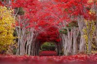 平岡樹芸センター（みどりーむ）の紅葉