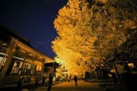 浄善寺の大イチョウの写真
