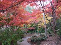 大阪府立花の文化園の写真