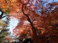間々田八幡宮の写真