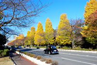 国立駅前 大学通りの紅葉の写真