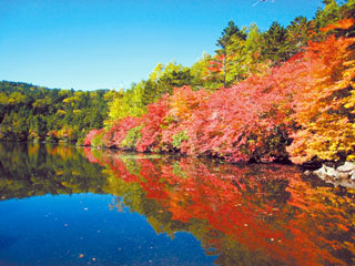 麦草峠と白駒池の紅葉写真１